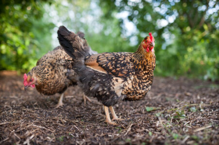 DIY Automatic Chicken Feeder Image
